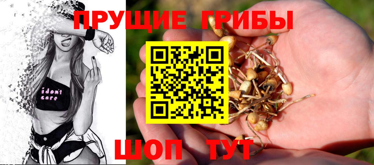 Галлюциногенные грибы Psilocybine cubensis Минусинск